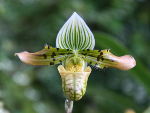 Paphiopedilum venustum