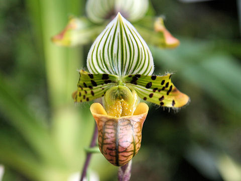 Paphiopedilum venustum