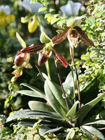 Paphiopedilum wardii