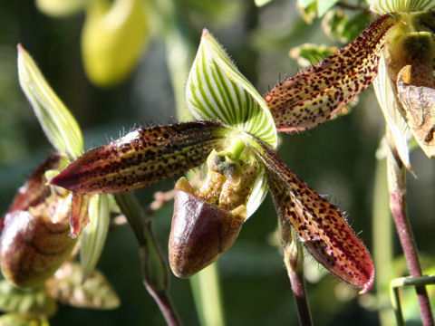 Paphiopedilum wardii