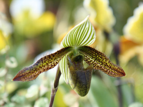 Paphiopedilum wardii