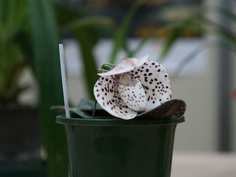 Paphiopedilum wenshanense