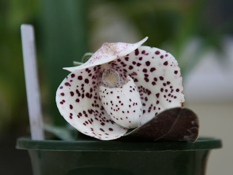 Paphiopedilum wenshanense