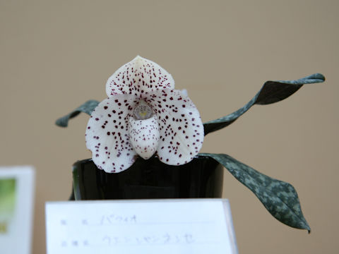 Paphiopedilum wenshanense