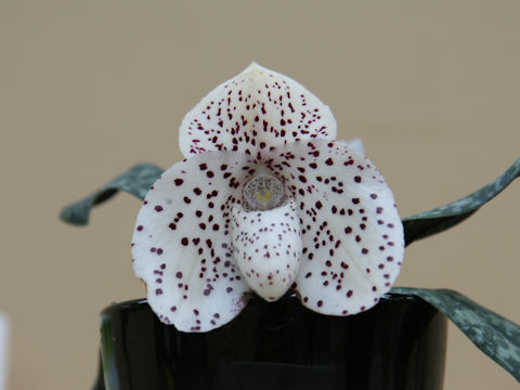 Paphiopedilum wenshanense