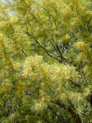 Parkinsonia aculeata