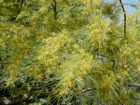 Parkinsonia aculeata