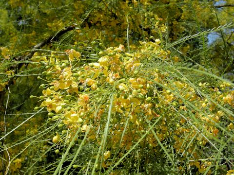 Parkinsonia aculeata