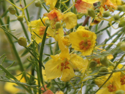 Parkinsonia aculeata