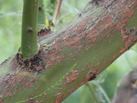 Parkinsonia aculeata