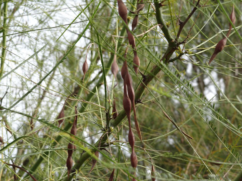 Parkinsonia aculeata