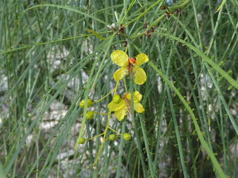 Parkinsonia aculeata