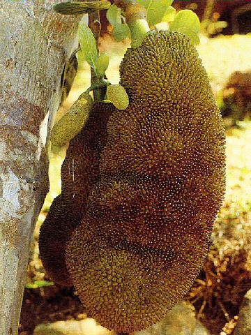 Artocarpus heterophyllus