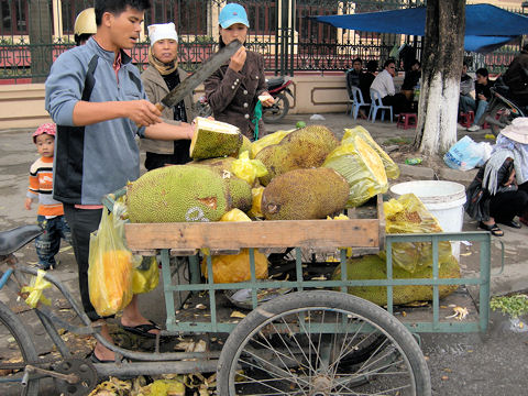 Artocarpus heterophyllus