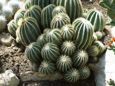 Parodia magnifica