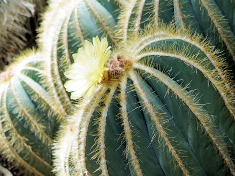 Parodia magnifica