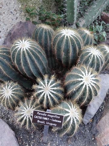 Parodia magnifica