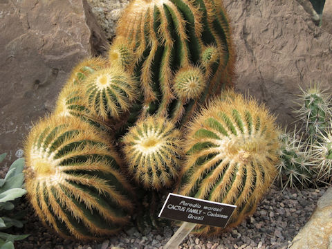 Parodia warasii