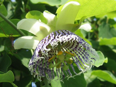 Passiflora actinia