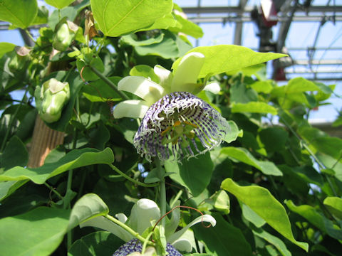 Passiflora actinia