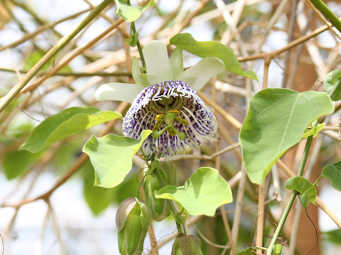 Passiflora actinia