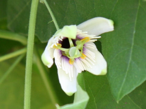 Passiflora adenopoda