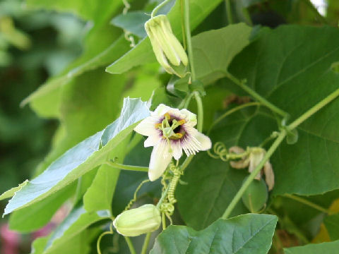 Passiflora adenopoda