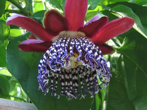 パッシフローラ アラータ Passiflora Alata