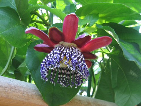 パッシフローラ アラータ Passiflora Alata