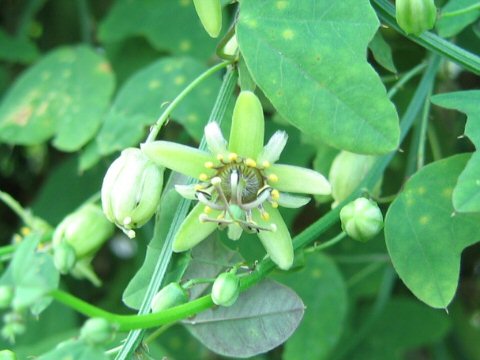 Passiflora allantophylla