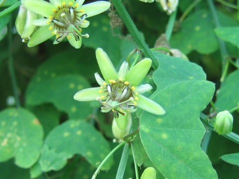 Passiflora allantophylla