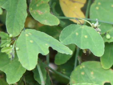 Passiflora allantophylla