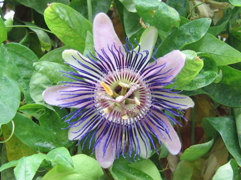 Passiflora x allardii