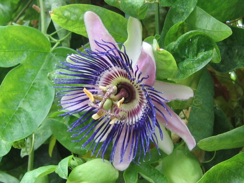 Passiflora x allardii