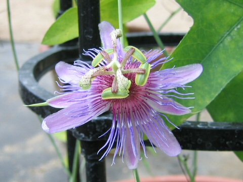 Passiflora amethystina