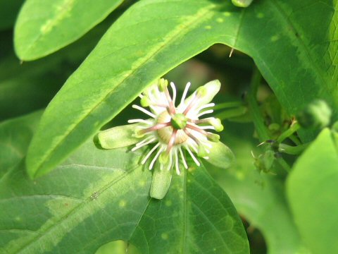 Passiflora apetala