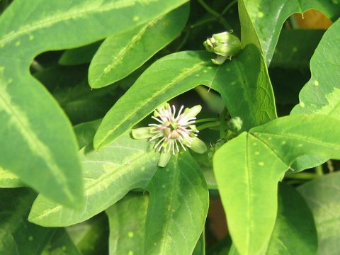 Passiflora apetala