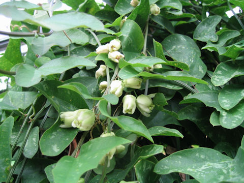 Passiflora biflora