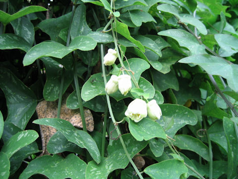 Passiflora biflora