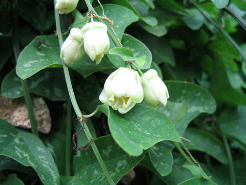 Passiflora biflora