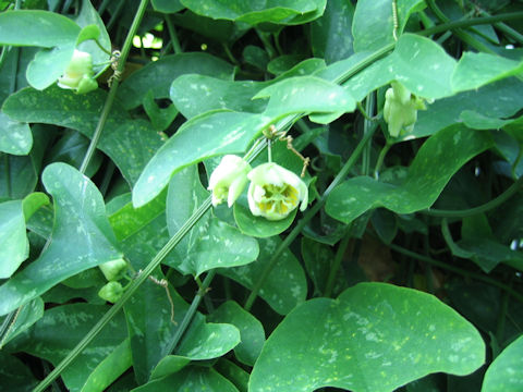 Passiflora biflora