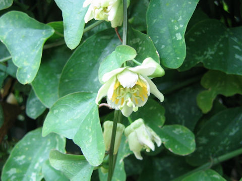 Passiflora biflora