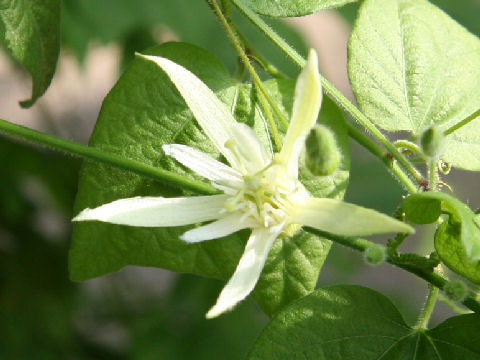 Passiflora capsularis cv. Vanilla Cream