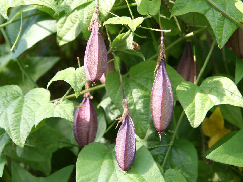 Passiflora capsularis cv. Vanilla Cream