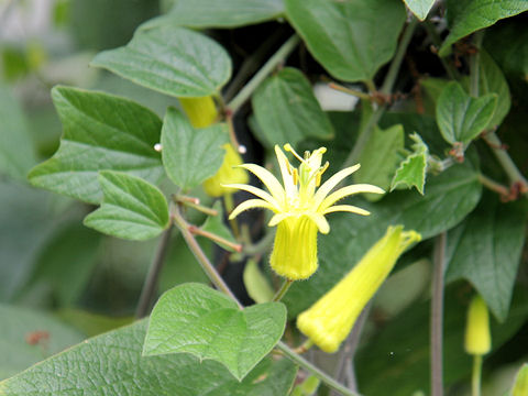 Passiflora citrina