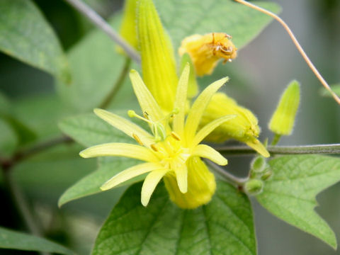 Passiflora citrina