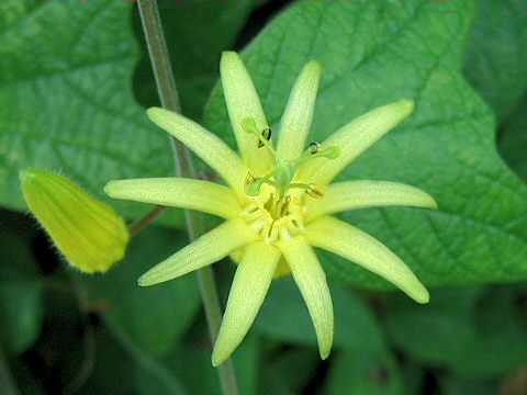 Passiflora citrina