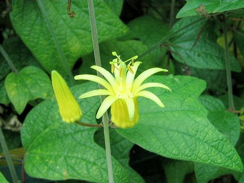 Passiflora citrina