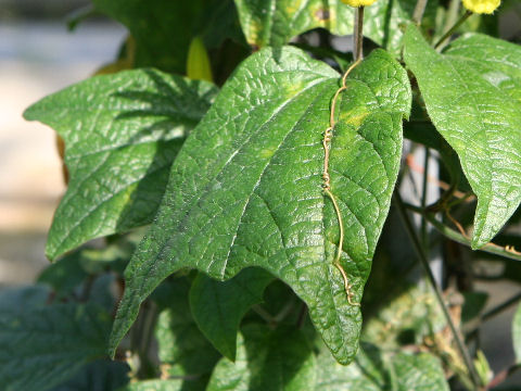 Passiflora citrina