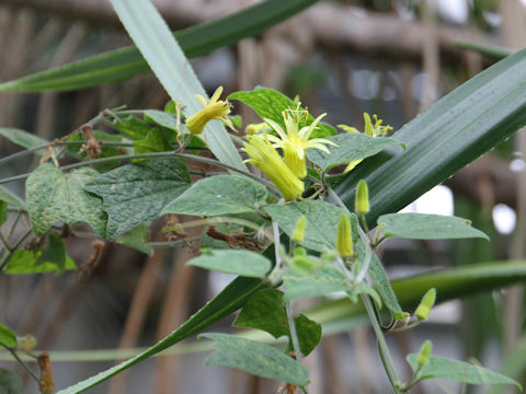 Passiflora citrina